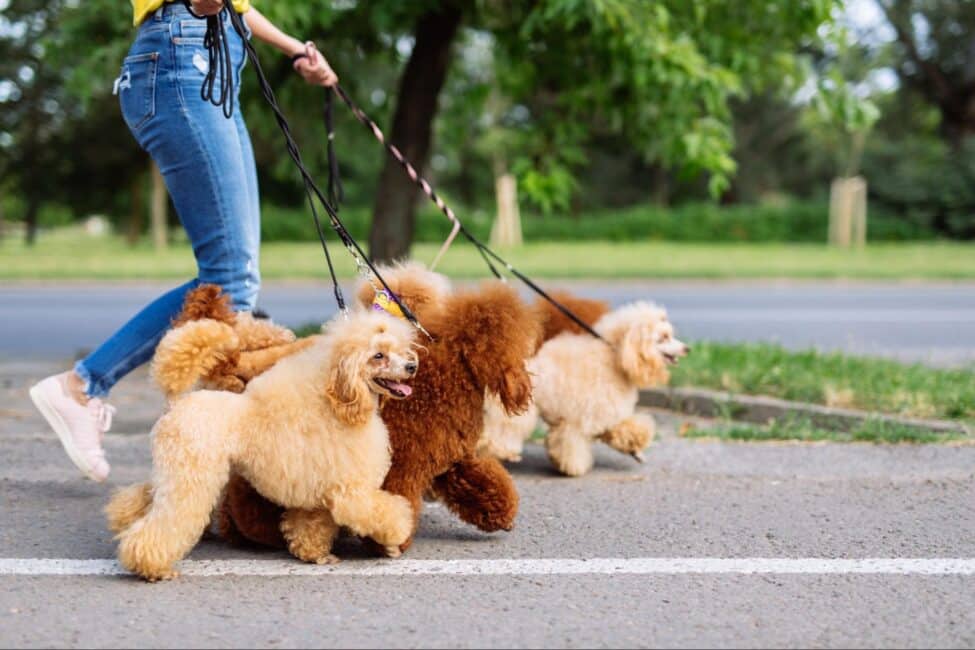 Woman walking dogs as a side hustle
